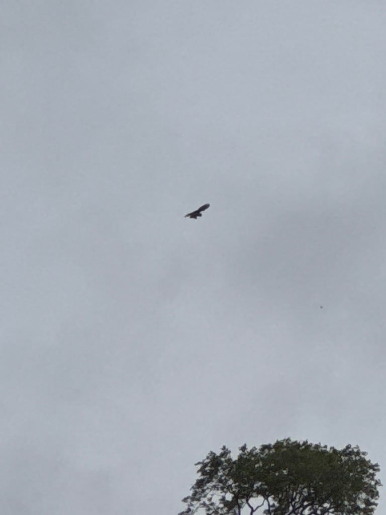 A small falcon with light chestnut-brown, black-spotted upperparts and a buff, streaked underside, perched upright with long pointed wings and a long tail, a bold black stripe below the eye, and bright yellow feet and cere.