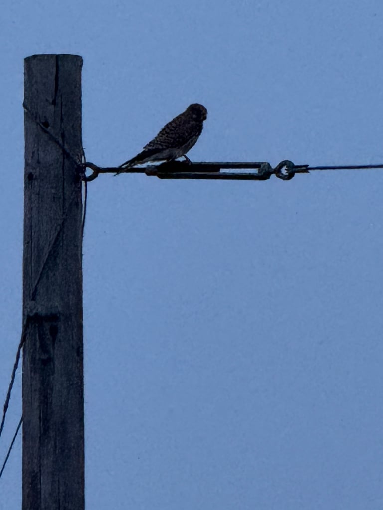 A small falcon with light chestnut-brown, black-spotted upperparts and a buff, streaked underside, perched upright with long pointed wings and a long tail, a bold black stripe below the eye, and bright yellow feet and cere.