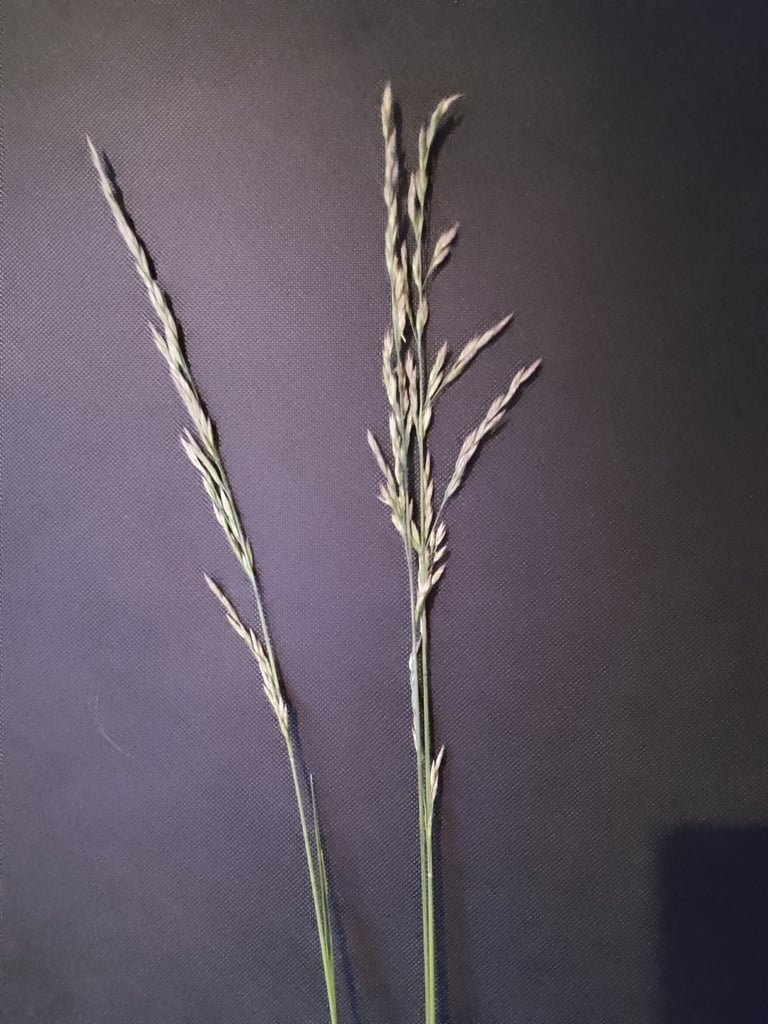 A tufted perennial grass with fine, hair-like basal leaves and slender flowering stems topped with narrow seed heads