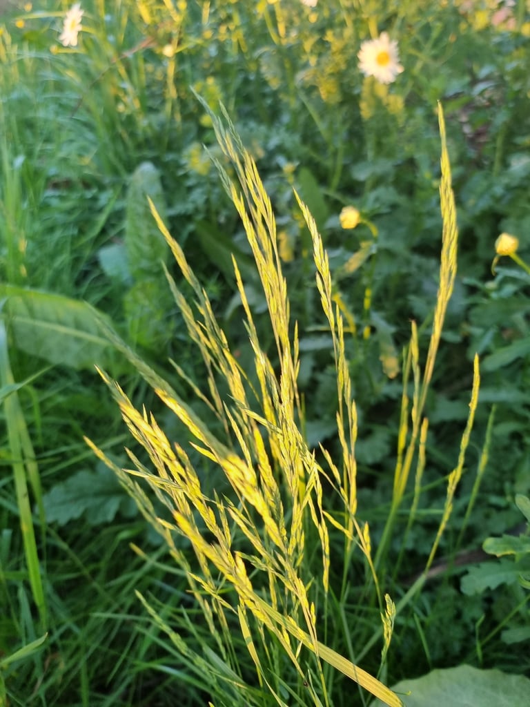 A tufted perennial grass with fine, hair-like basal leaves and slender flowering stems topped with narrow seed heads
