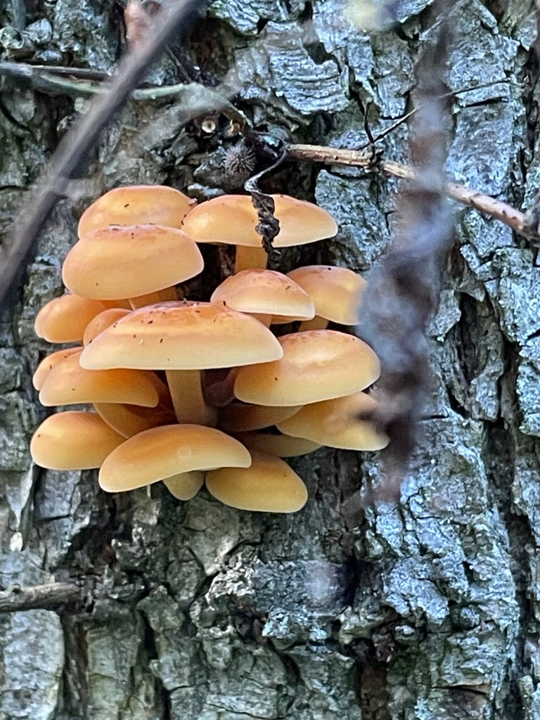 A cluster of small mushrooms with light orange, glossy caps darker at the center, growing on a dead log, their slender stems fading from pale to dark brown and covered in fine velvety fuzz near the base.