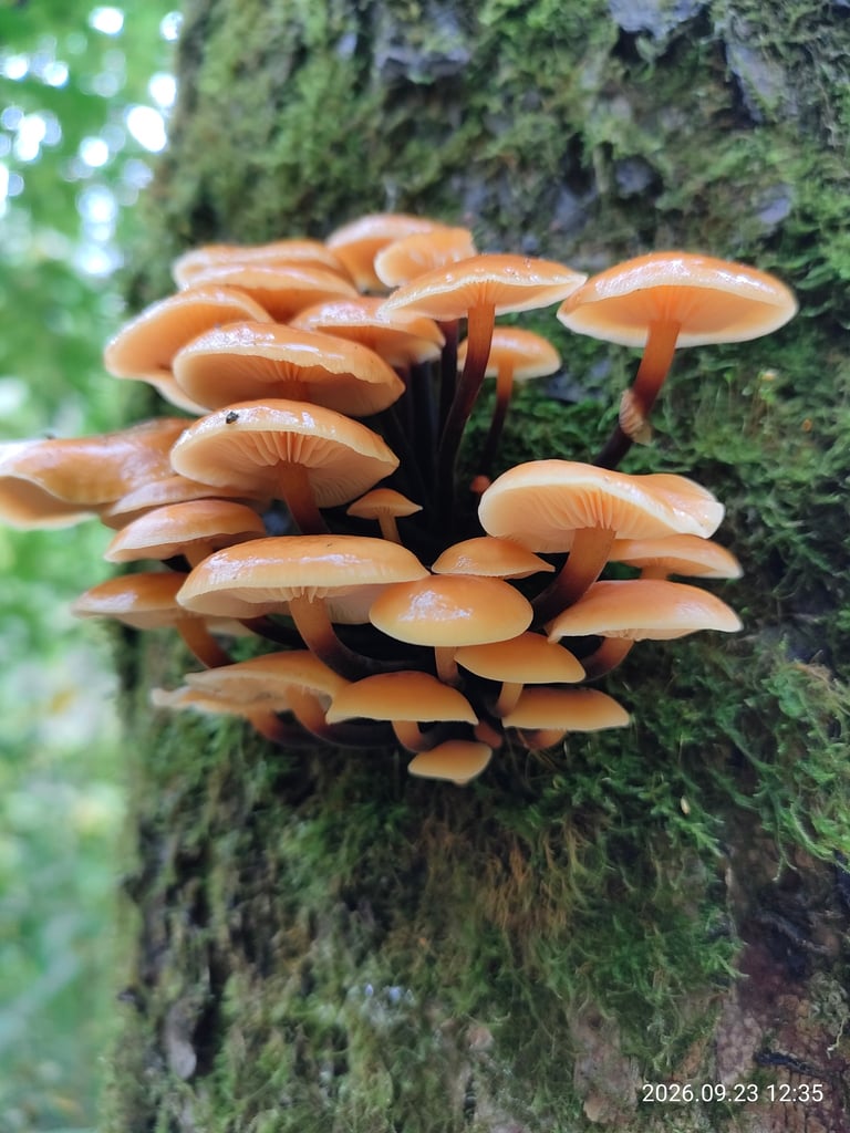 A cluster of small mushrooms with light orange, glossy caps darker at the center, growing on a dead log, their slender stems fading from pale to dark brown and covered in fine velvety fuzz near the base.