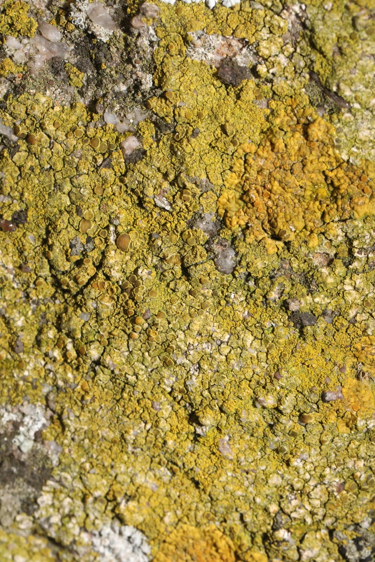 A crustose, yellow-orange lichen forming a flat patch on a coastal rock surface