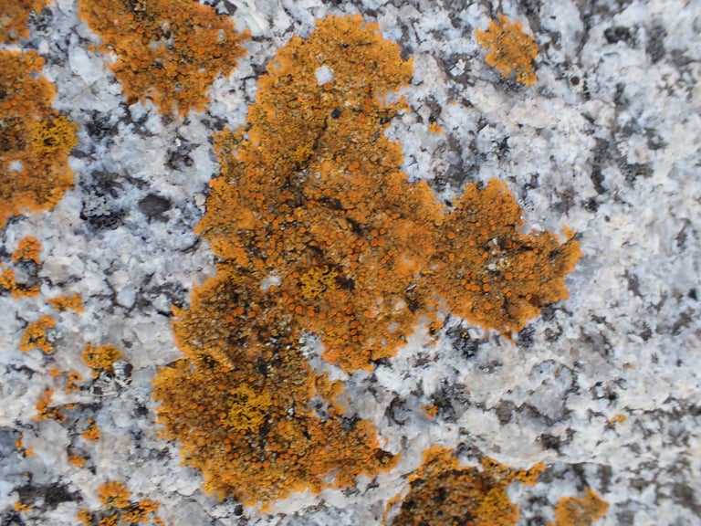 A crustose, yellow-orange lichen forming a flat patch on a coastal rock surface