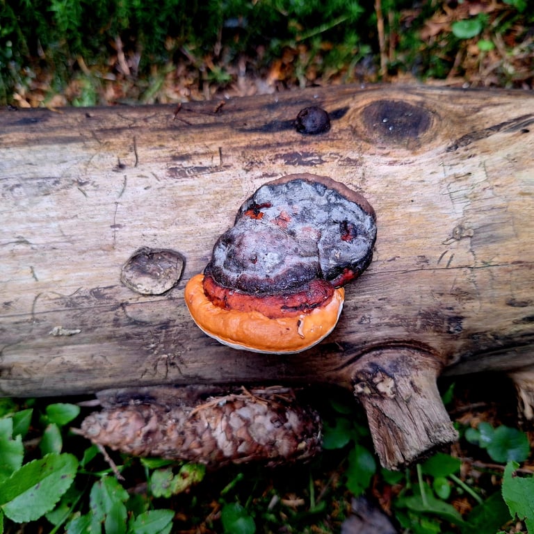 A hoof-shaped, hard bracket fungus with a smooth, reddish-brown cap edged in orange, growing as a shelf on the trunk of a conifer tree.