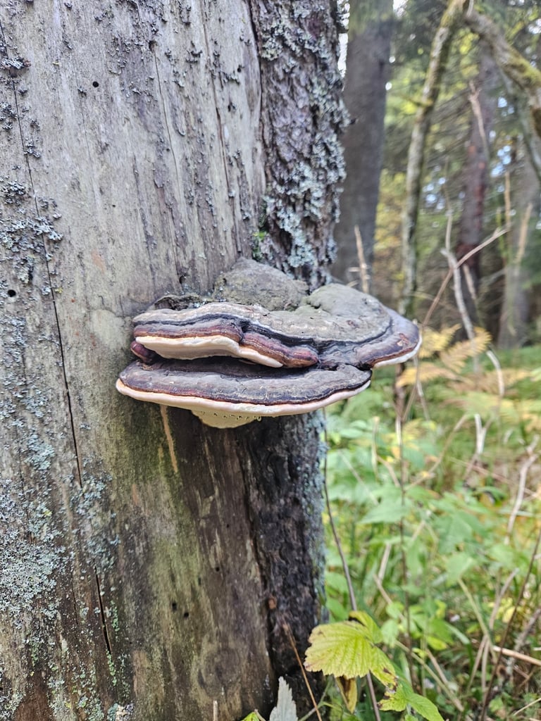 A hoof-shaped, hard bracket fungus with a smooth, reddish-brown cap edged in orange, growing as a shelf on the trunk of a conifer tree.