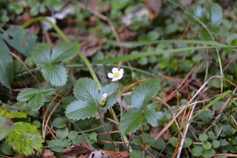 Pianta erbacea bassa con foglie trifogliate dentate, fiori bianchi a cinque petali e piccoli frutti rossi simili a fragole in miniatura