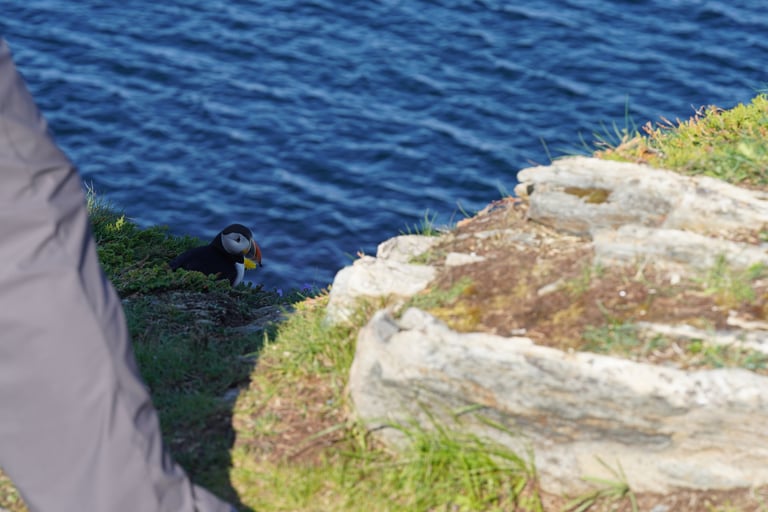 Un macareux moine adulte debout sur une falaise herbeuse, avec un bec triangulaire orange et gris, un plumage noir et blanc, et des pattes orange vif.