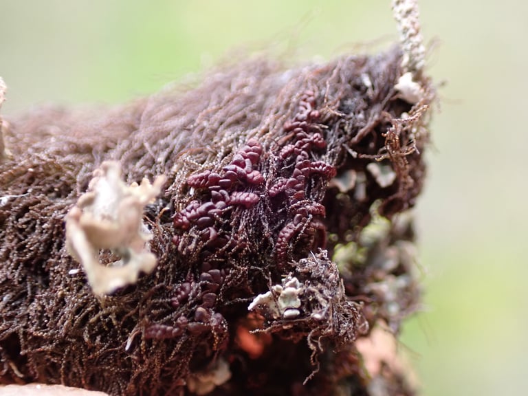 A mat of small, dark reddish-brown leafy liverwort growing over rock or bark, with overlapping tiny leaves in flattened rows.