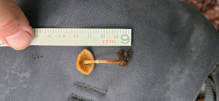 A small brown mushroom with a convex, moisture-darkened cap, narrow tawny gills, a slender ringed stem, and a rusty-brown spore print, growing in a cluster on decaying conifer wood.