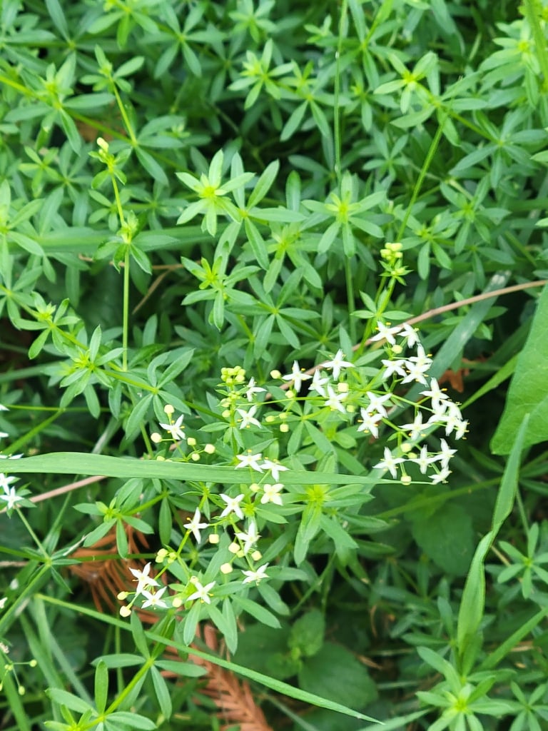白い小さな花を多数つける、直立した細い茎の草本