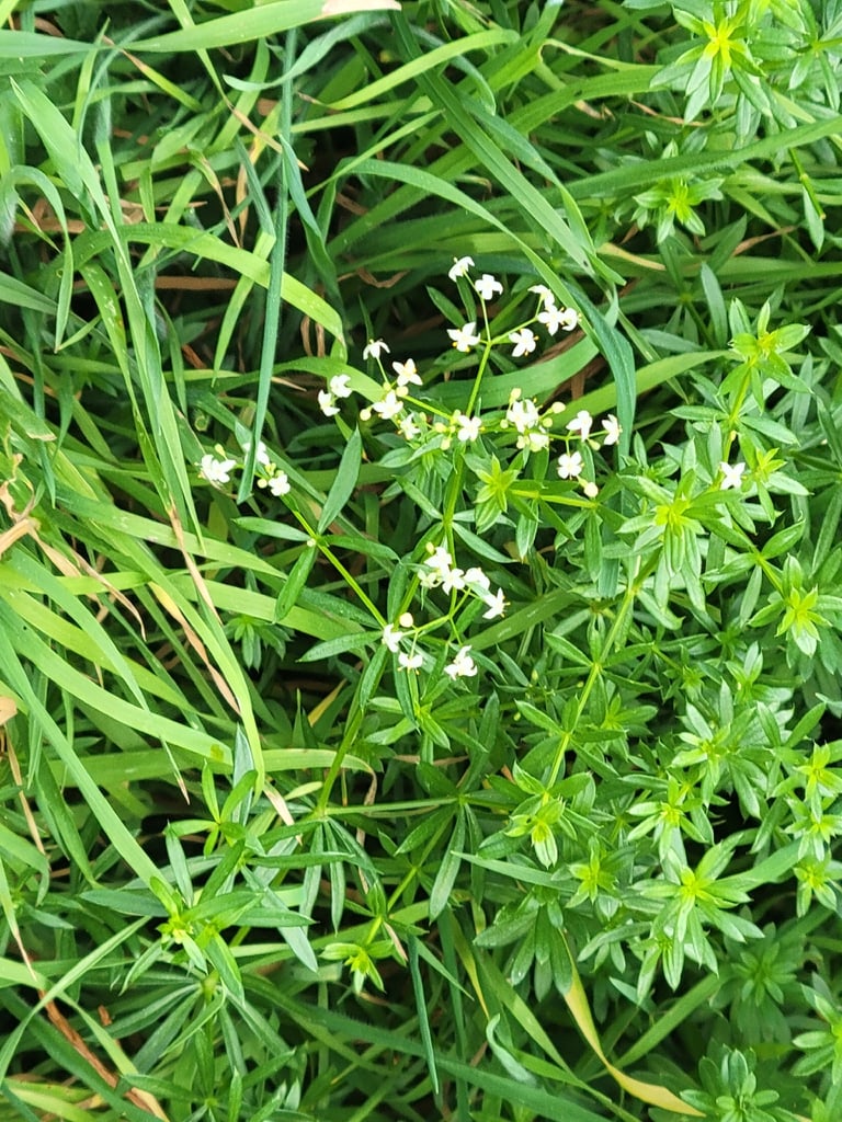 白い小さな花を多数つける、直立した細い茎の草本