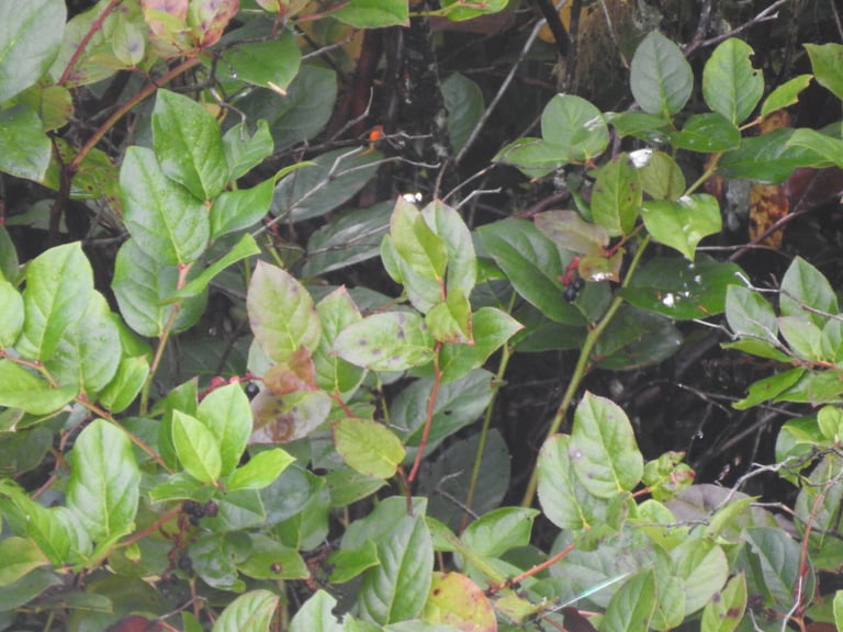 An evergreen shrub with leathery, dark green oval leaves, reddish-brown twigs, and clusters of small urn-shaped pink-white flowers or dark blue berries