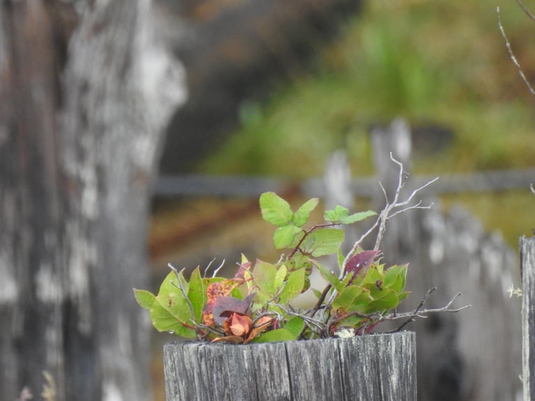 An evergreen shrub with leathery, dark green oval leaves, reddish-brown twigs, and clusters of small urn-shaped pink-white flowers or dark blue berries