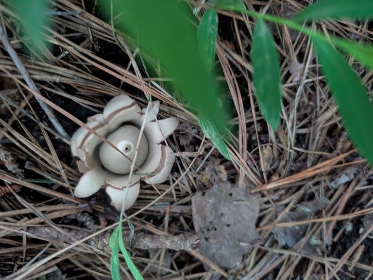 Sternförmiger brauner Pilz mit sechs bis acht zurückgebogenen Zipfeln, die eine kugelige Sporenkapsel mit zentraler Pore und ringförmiger Vertiefung umgeben, liegend auf Laubstreu am Waldboden.