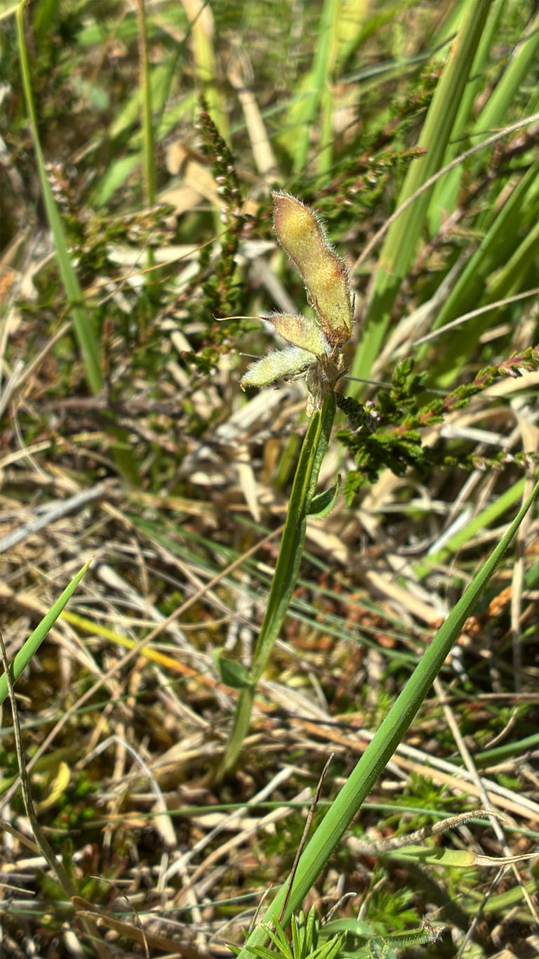 A low, sprawling subshrub with winged, arrow-shaped green stems and small yellow pea-like flowers clustered along the stem tips