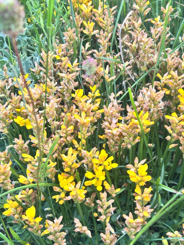A low, sprawling subshrub with winged, arrow-shaped green stems and small yellow pea-like flowers clustered along the stem tips