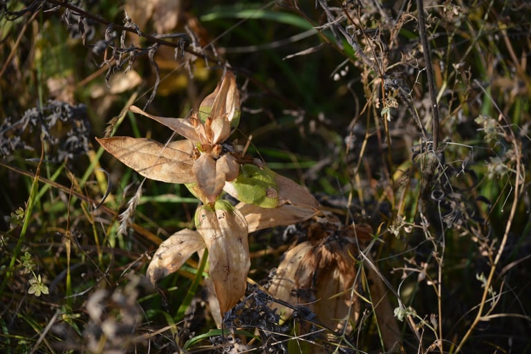 A flowering star gentian with erect green stems and violet-blue, trumpet-shaped flowers clustered in the upper leaf axils