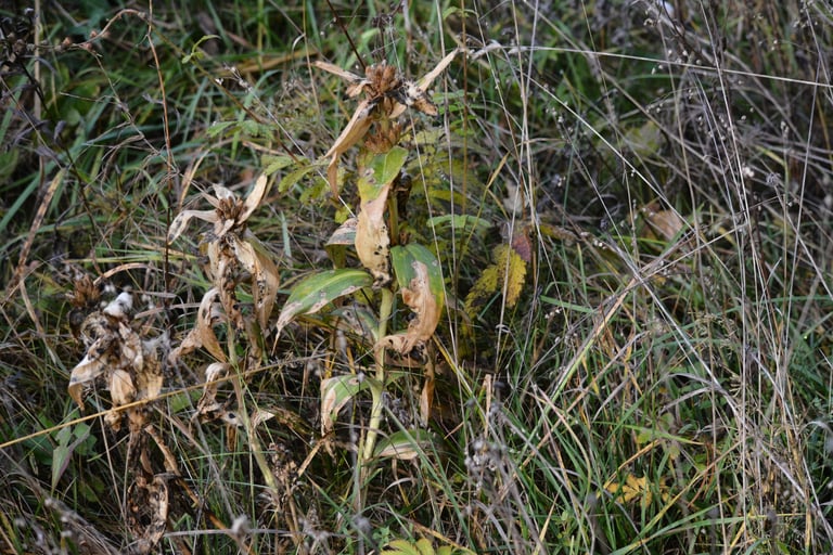 A flowering star gentian with erect green stems and violet-blue, trumpet-shaped flowers clustered in the upper leaf axils