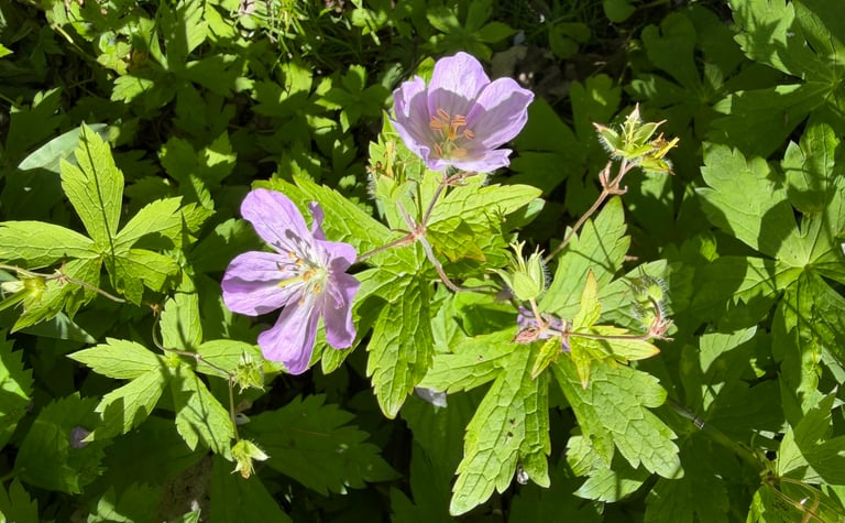 A woodland perennial with palmately lobed leaves and five-petaled rose-purple flowers growing atop upright stems