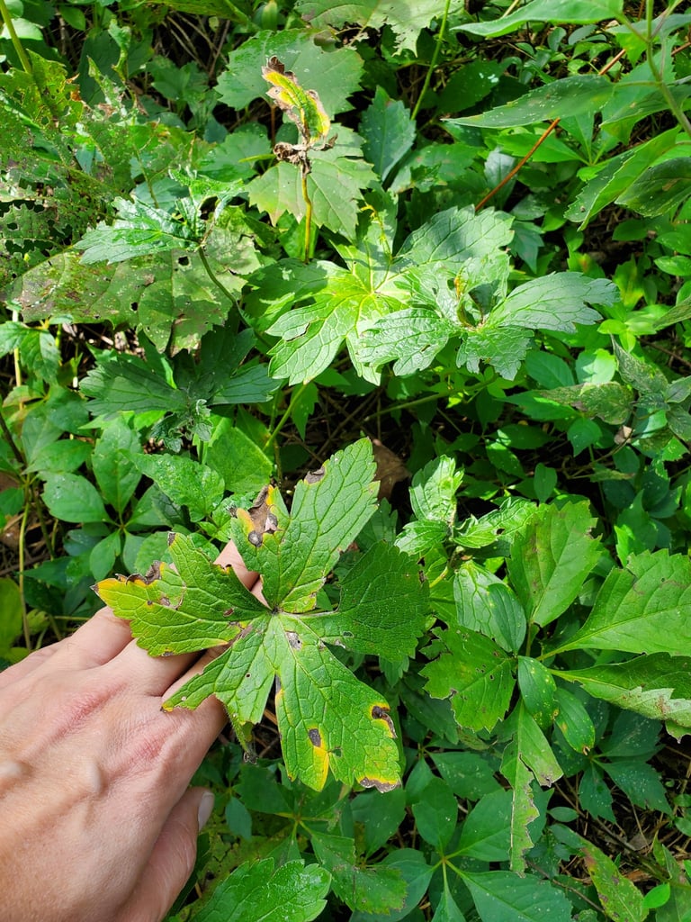 A woodland perennial with palmately lobed leaves and five-petaled rose-purple flowers growing atop upright stems