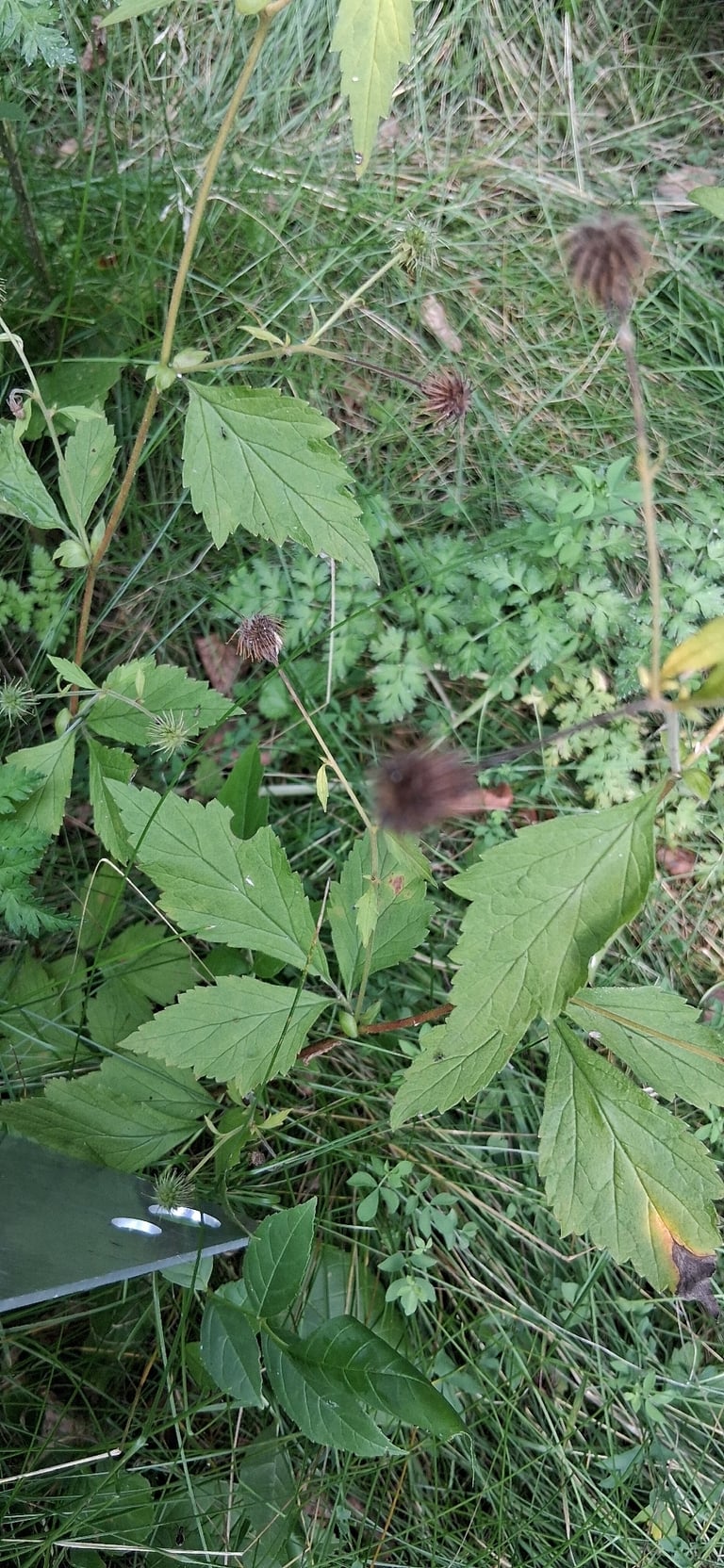 A perennial herb with nodding, bell-shaped reddish-pink flowers held on slender stems above a rosette of lobed, hairy leaves