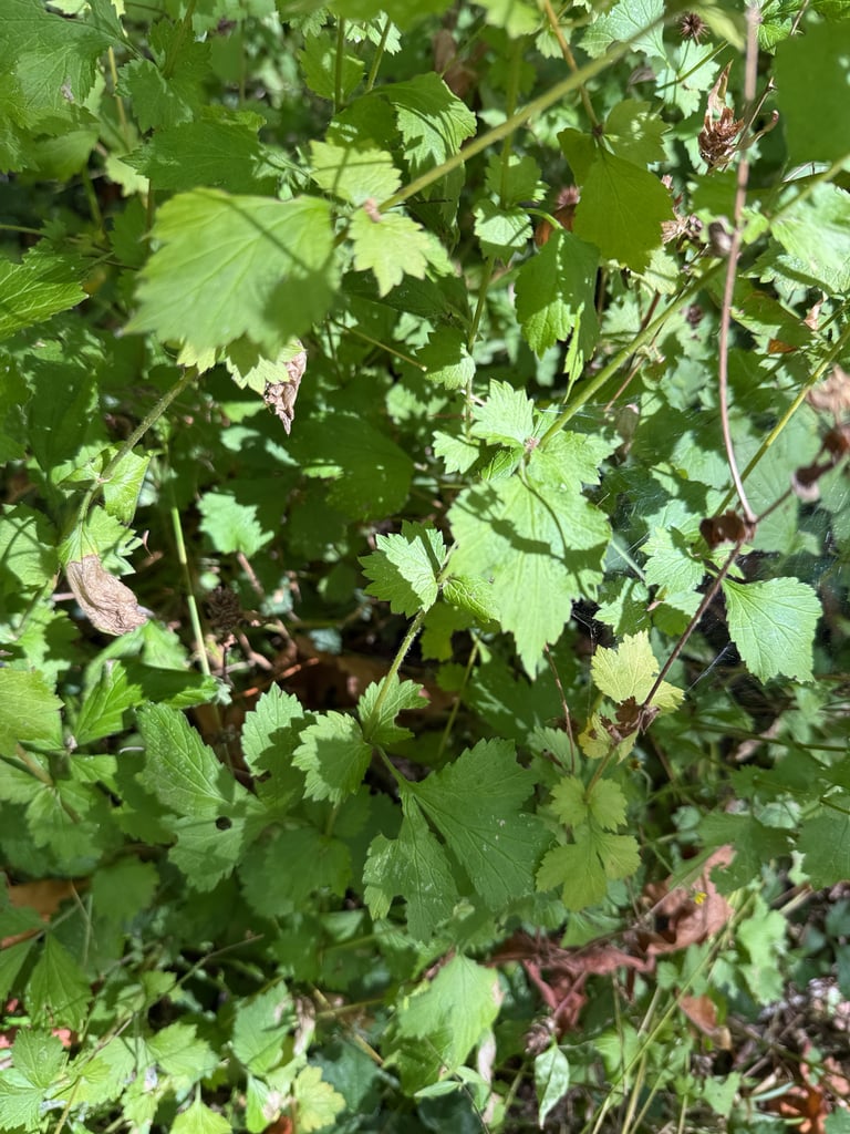 A perennial herb with nodding, bell-shaped reddish-pink flowers held on slender stems above a rosette of lobed, hairy leaves