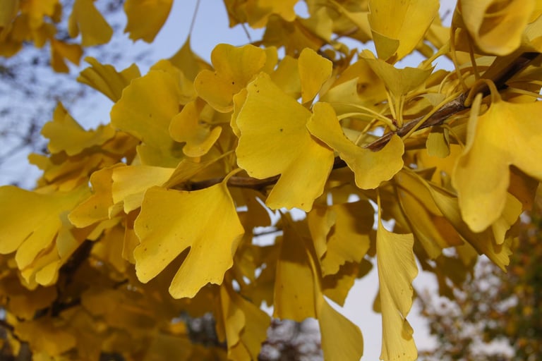 Pohon ginkgo dewasa dengan mahkota melebar dan daun berbentuk kipas berwarna hijau yang berubah kuning keemasan pada musim gugur