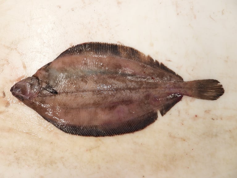 An elongated, oval-shaped flatfish with both eyes on its right side, grayish-brown on top with dark spots and a white, speckled underside, lying on a muddy seabed