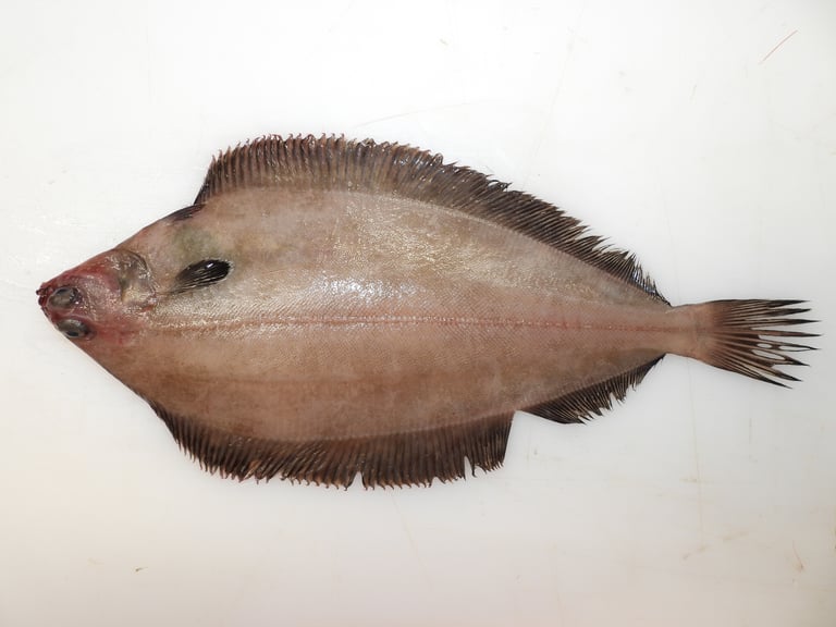 An elongated, oval-shaped flatfish with both eyes on its right side, grayish-brown on top with dark spots and a white, speckled underside, lying on a muddy seabed