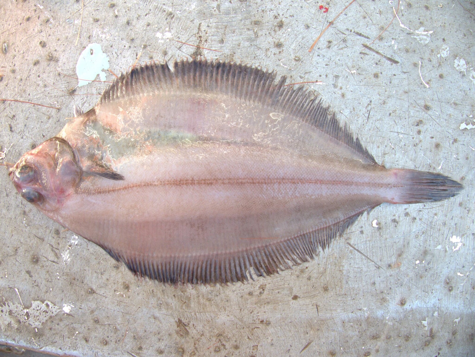 Glyptocephalus cynoglossus