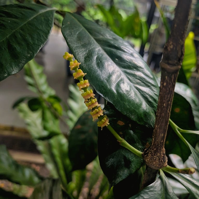 Árbol de Gnetum gnemon con hojas anchas de color verde oscuro brillante y racimos de semillas ovaladas de tono naranja y rojizo colgando de tallos largos