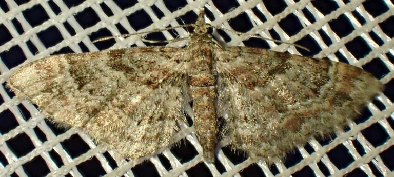 A small grayish moth with double dark bands across its forewings, resting with wings flat against a surface