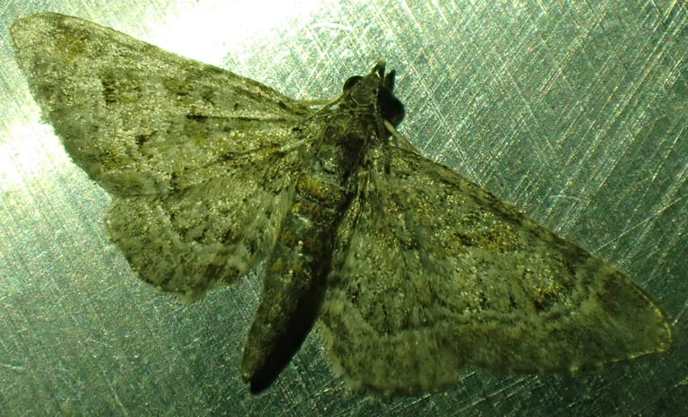 A small grayish moth with double dark bands across its forewings, resting with wings flat against a surface