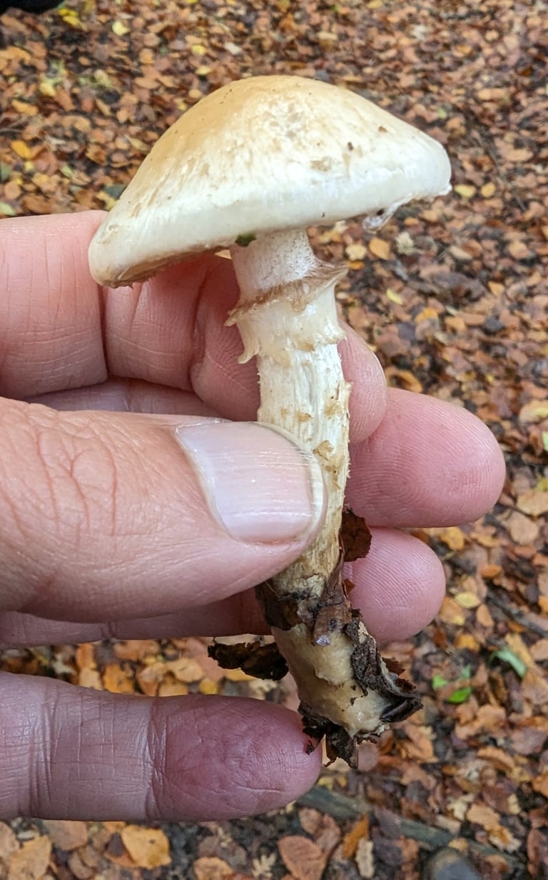 Champignon à chapeau convexe ocre ou brun doré, lamelles qui brunissent à maturité et long pied renflé au milieu