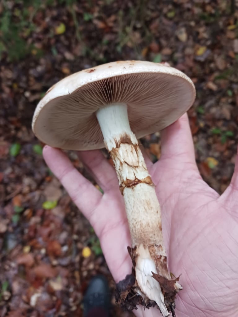 Champignon à chapeau convexe ocre ou brun doré, lamelles qui brunissent à maturité et long pied renflé au milieu