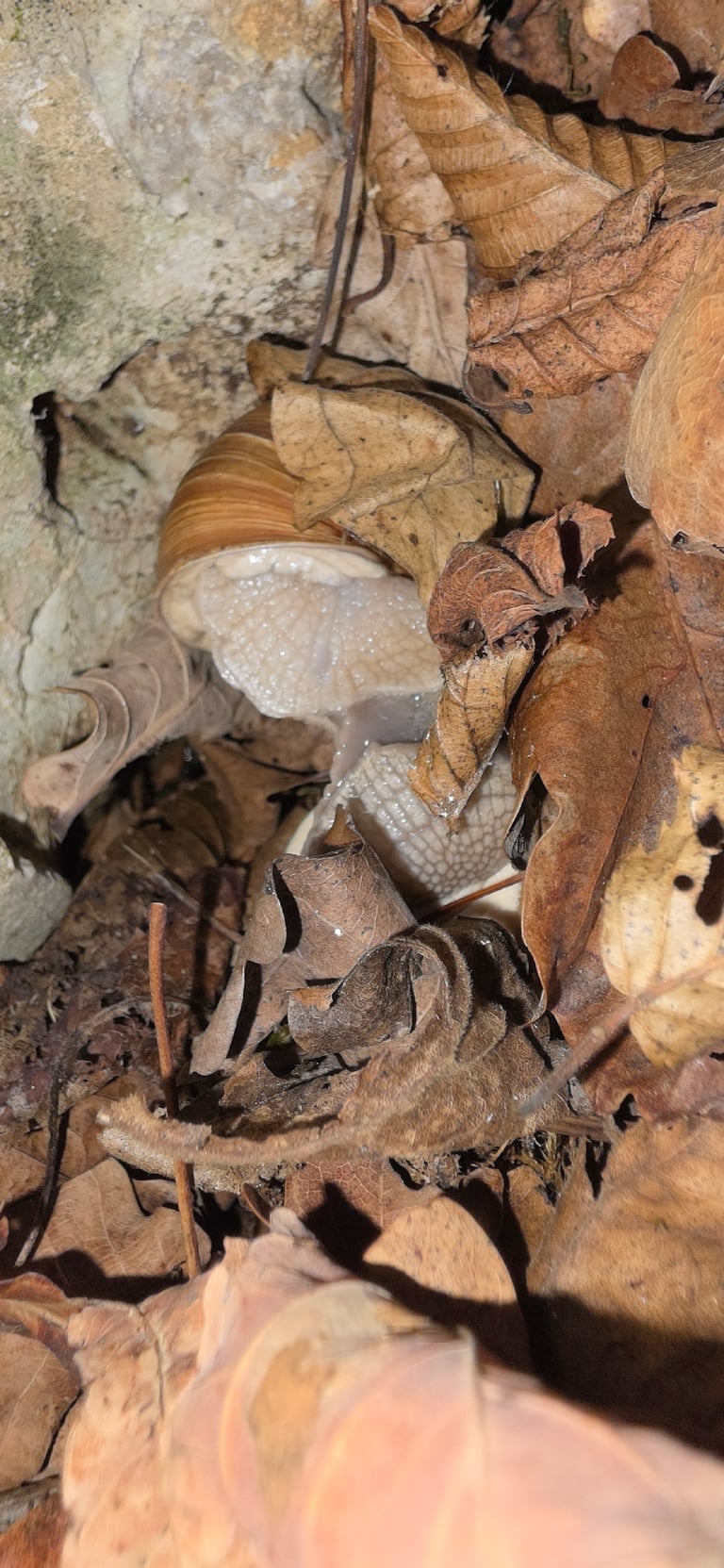 Escargot à coquille globuleuse brun clair, espèce *Helix pomatia*, adulte posé sur une feuille