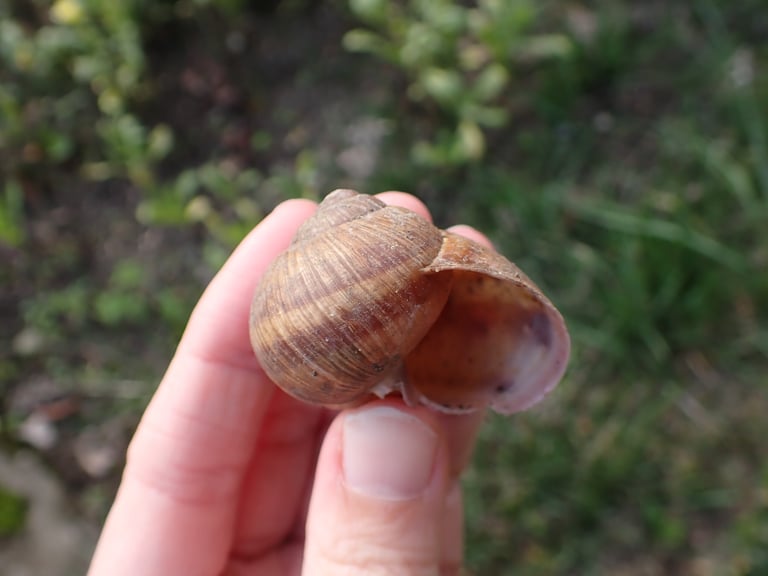 Escargot à coquille globuleuse brun clair, espèce *Helix pomatia*, adulte posé sur une feuille