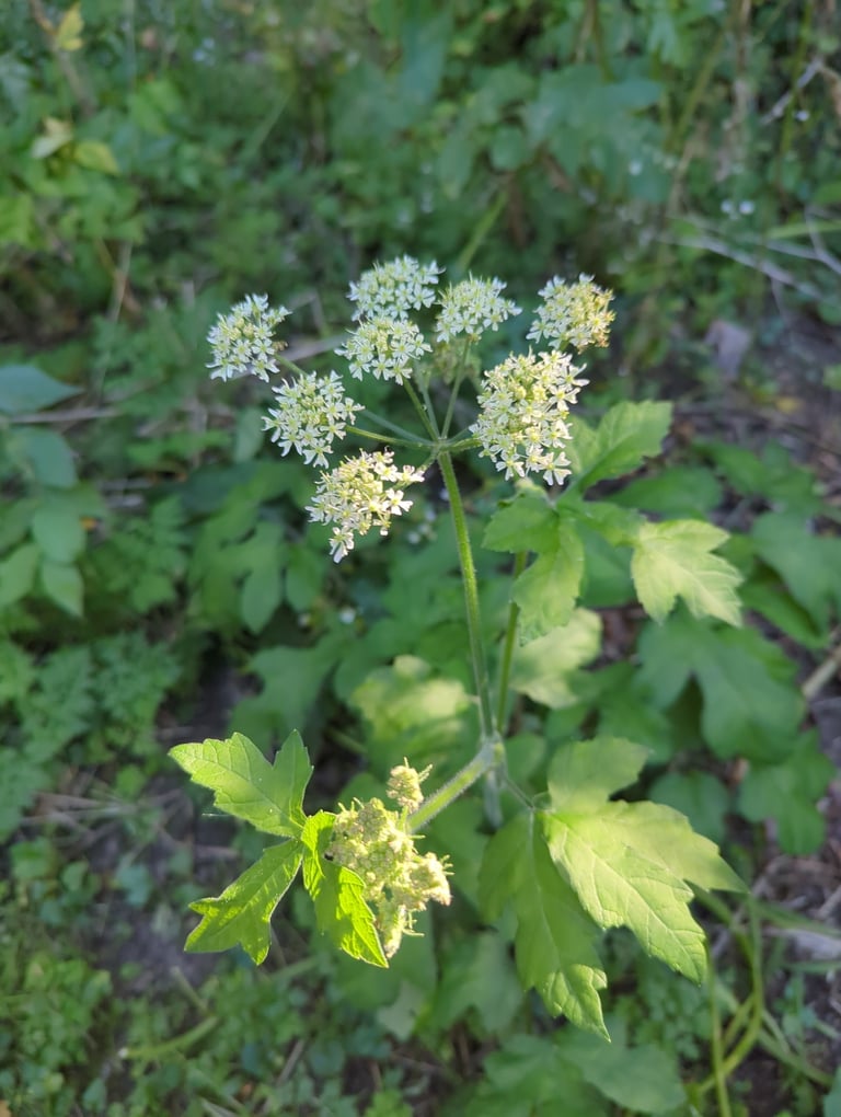 A tall herbaceous plant with hollow, hairy stems, large three-lobed leaves, and flat-topped clusters of small white flowers.