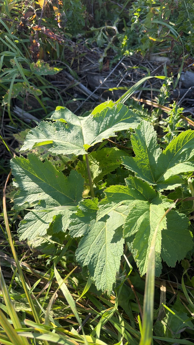 A tall herbaceous plant with hollow, hairy stems, large three-lobed leaves, and flat-topped clusters of small white flowers.