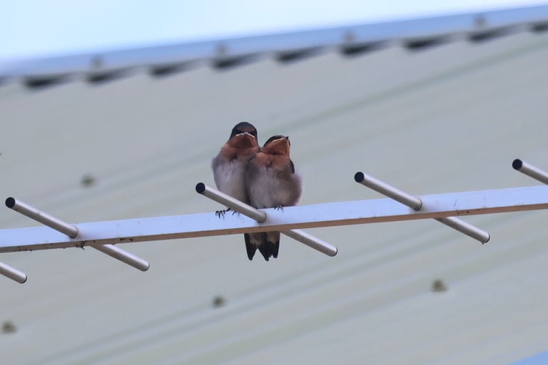 A small swallow with metallic blue-black upperparts, a rusty forehead and throat, pale grey underparts, and a long forked tail with white spots, perched on a wire.