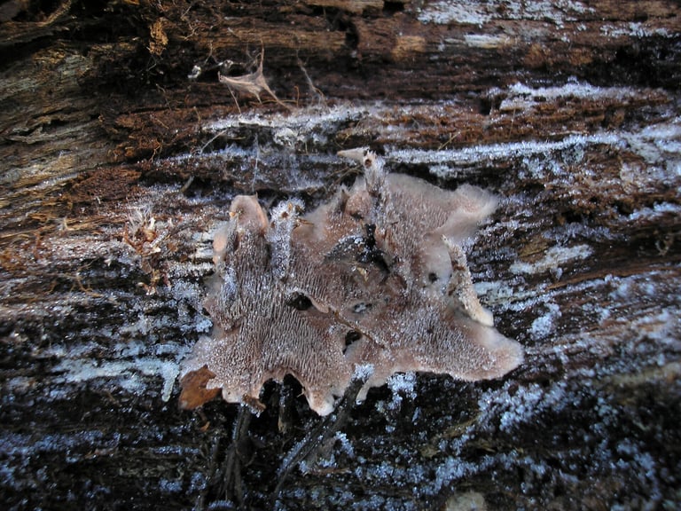 A small tooth fungus with a pale purplish-brown, felty cap and short downward-pointing spines on its underside, set on a thin, flimsy stalk