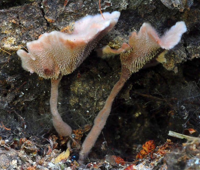 A small tooth fungus with a pale purplish-brown, felty cap and short downward-pointing spines on its underside, set on a thin, flimsy stalk