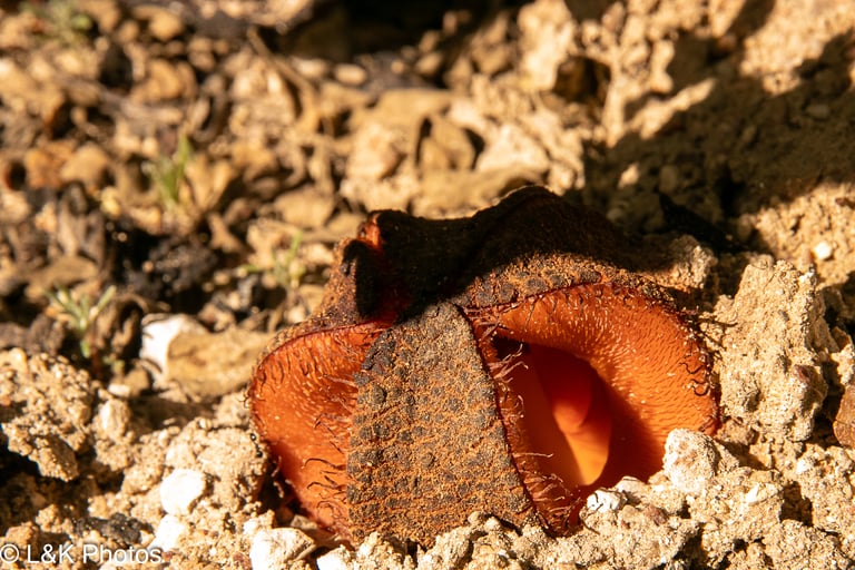 Eine fleischige, pfirsich-orange Blüte von *Hydnora africana*, die röhrenförmig mit drei Öffnungen aus sandigem Boden ragt, ohne Blätter oder Stängel.