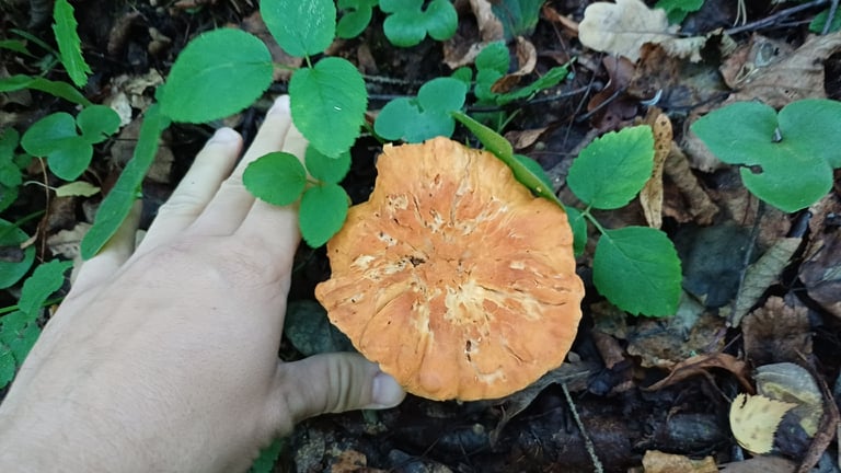 Cogumelo com chapéu alaranjado-ferrugem e a parte inferior coberta de pequenas espinhas em vez de lamelas ou poros