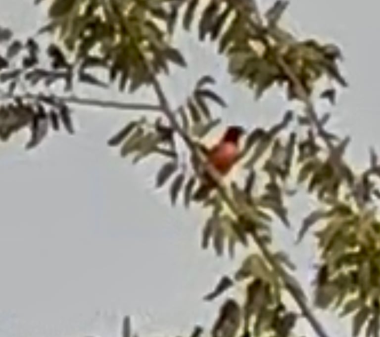 A male Baltimore oriole with flaming orange underparts, black head and back, and white-barred black wings perched on a branch