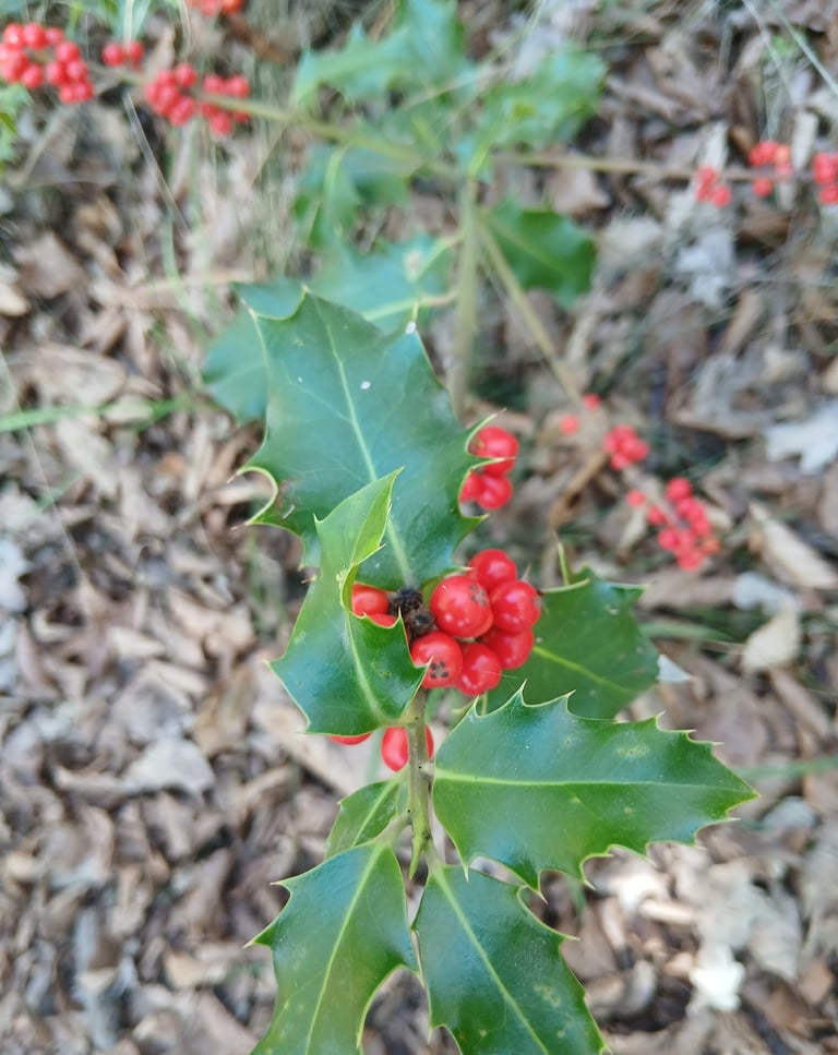 Un agrifoglio adulto con foglie lucide e spinose e bacche rosse
