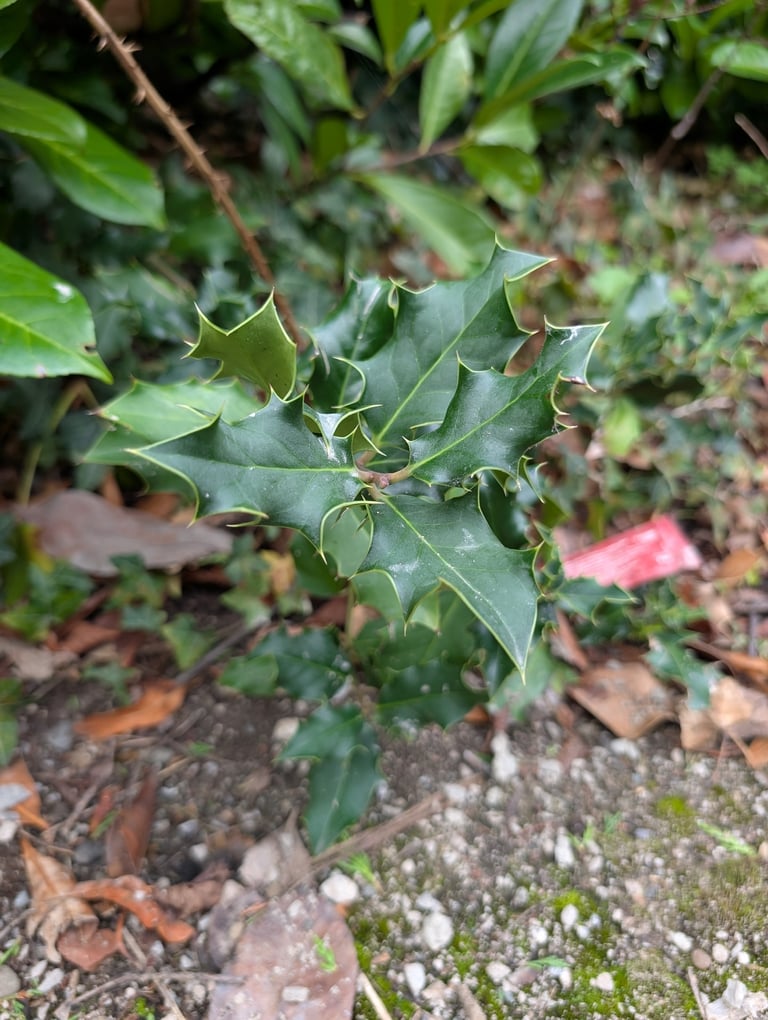 Un agrifoglio adulto con foglie lucide e spinose e bacche rosse