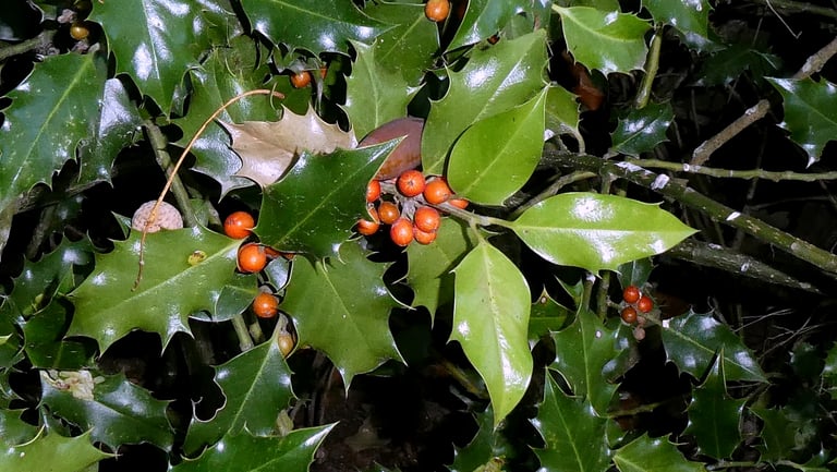 A mature common holly tree with dense, glossy dark-green spiny leaves and clusters of bright red berries on a female plant.