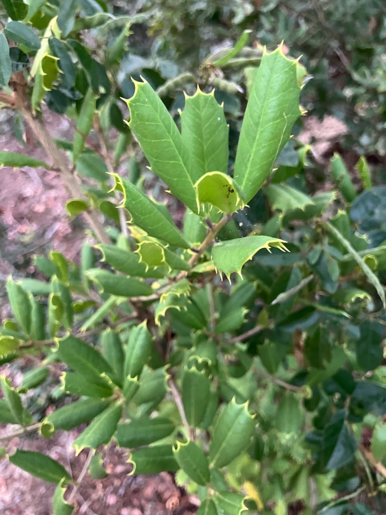 A tall evergreen tree with stiff, spiny-edged yellow-green leaves and clusters of small red berries on its branches